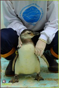 Pinguim sendo tratado no CePRAM | Foto: Nilson Coelho