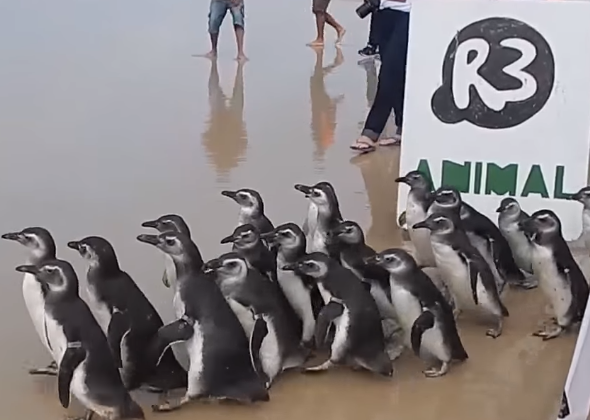 Soltura dos Pinguins | Foto: Acervo R3 Animal