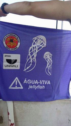 Bandeira lilás indica presença de água-viva nas praias