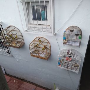 Concórdia | Polícia Ambiental flagra cativeiro com mais de 50 pássaros