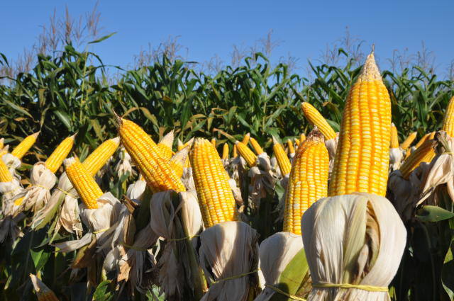 Santa Catarina terá redução de 16% na safra de milho