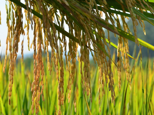 Produtores de arroz podem comemorar bom momento avalia Epagri/Cepa
