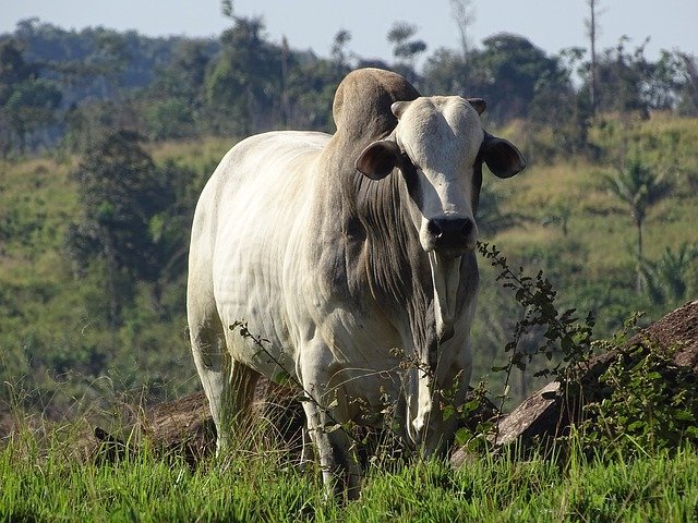 TJSC condena dono de touro que invadiu propriedade vizinha e engravidou as vacas