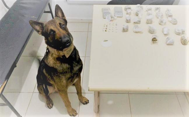Cão farejador ajuda a encontrar drogas jogadas em terreno baldio de Laguna