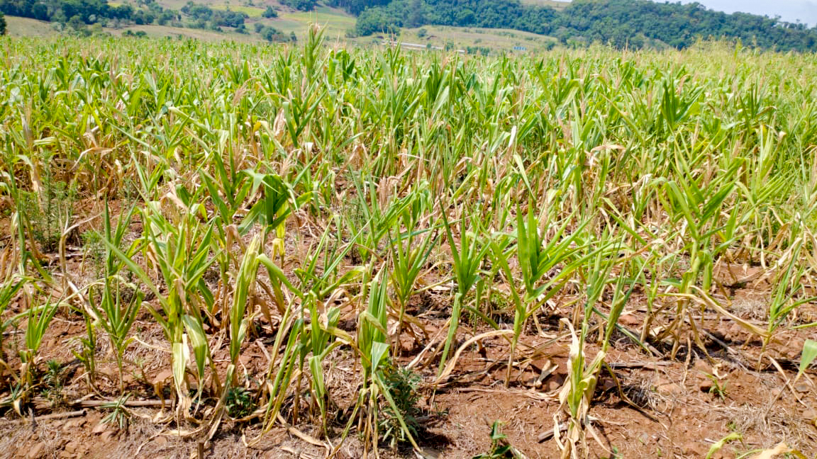 Seca avança em SC e derruba produção agrícola