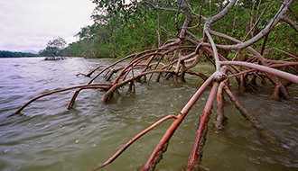 STF restabelece normas do Conama sobre áreas de proteção de manguezais e restingas