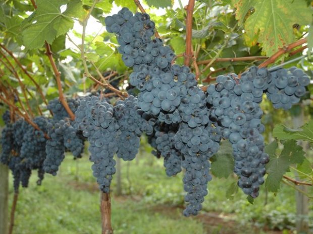 Com colheita antecipada, safra da uva tem frutos de boa qualidade em SC
