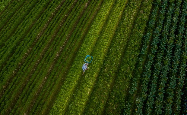 Valor de produção agrícola em SC passa de R$ 40 bilhões