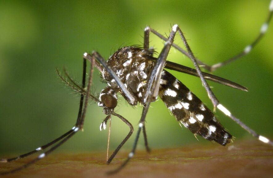 Dengue: aumento no número de casos reforça importância da prevenção