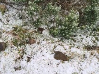 Primeira neve do ano cai na Serra catarinense